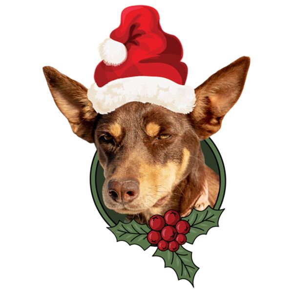Grumpy Christmas Kelpie Thumbnail