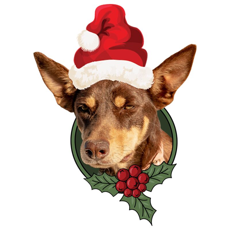 Grumpy Christmas Kelpie Thumbnail